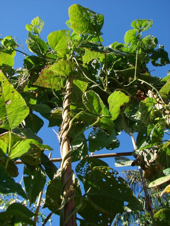 Bush Beans - Phaseolus vulgaris