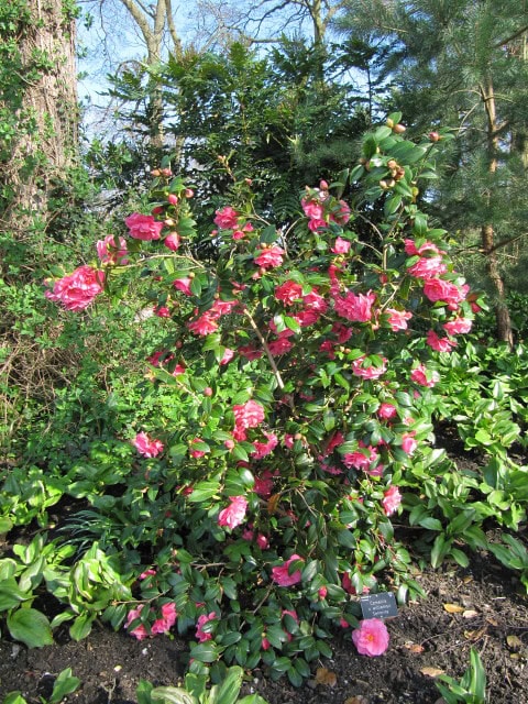 Camellia x williamsii