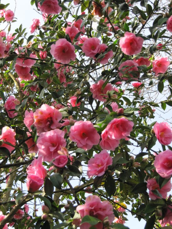 Camellia x williamsii