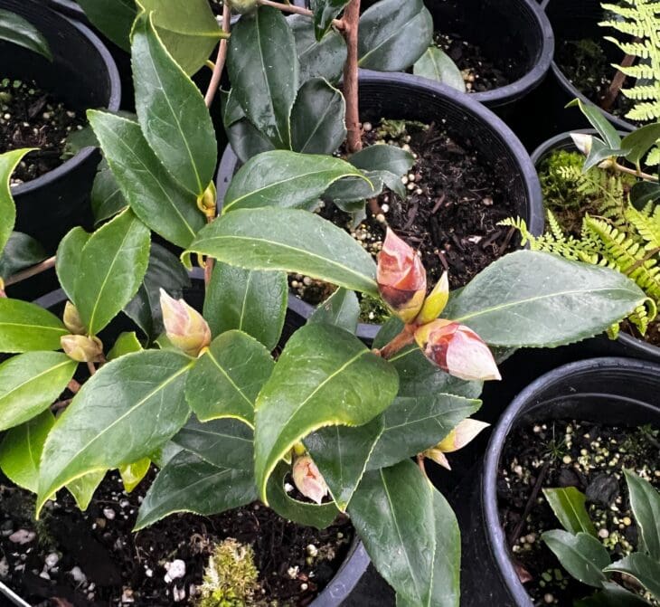 Camellia x williamsii