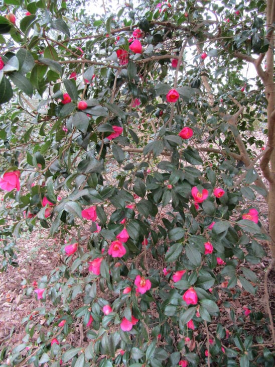 Camellia x williamsii