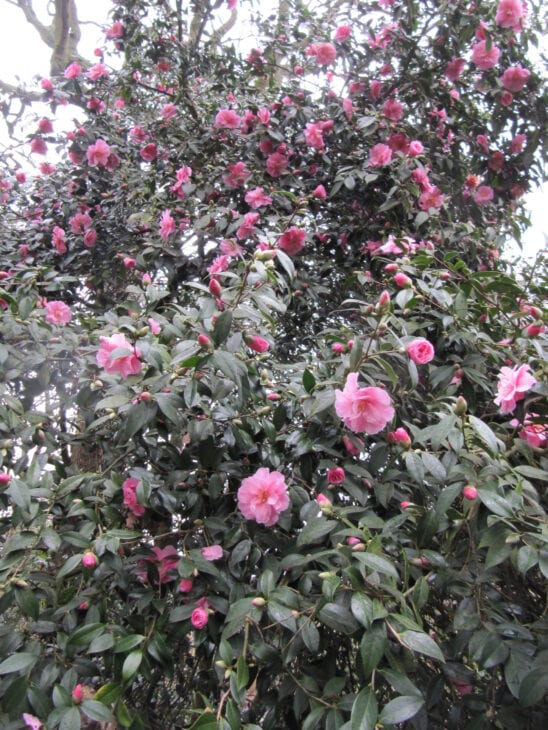 Camellia x williamsii