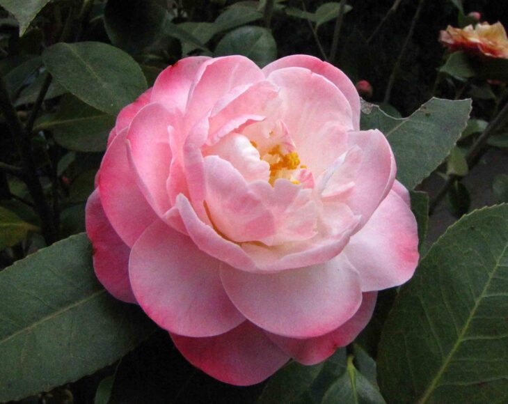 Camellia x williamsii