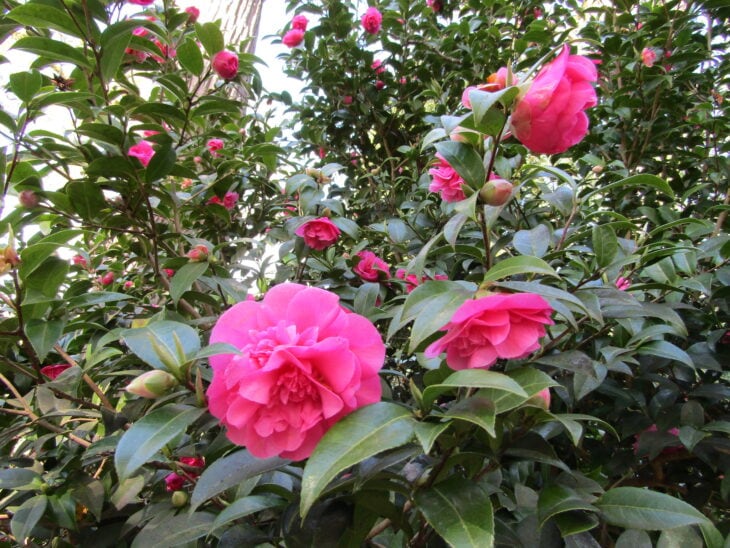 Camellia x williamsii