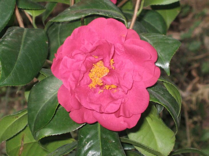 Camellia x williamsii