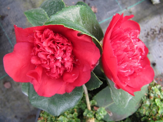 Camellia x williamsii