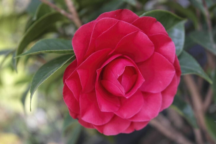 Camellia x williamsii