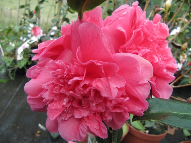 Camellia x williamsii