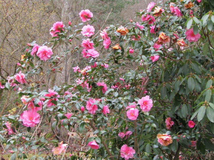 Camellia x williamsii