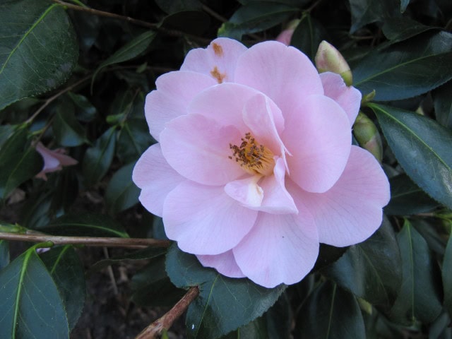 Camellia x williamsii