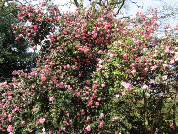 Camellia x williamsii
