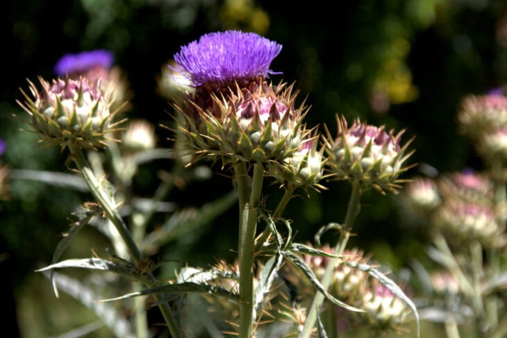 Cardoon Plants - Cynara cardunculus