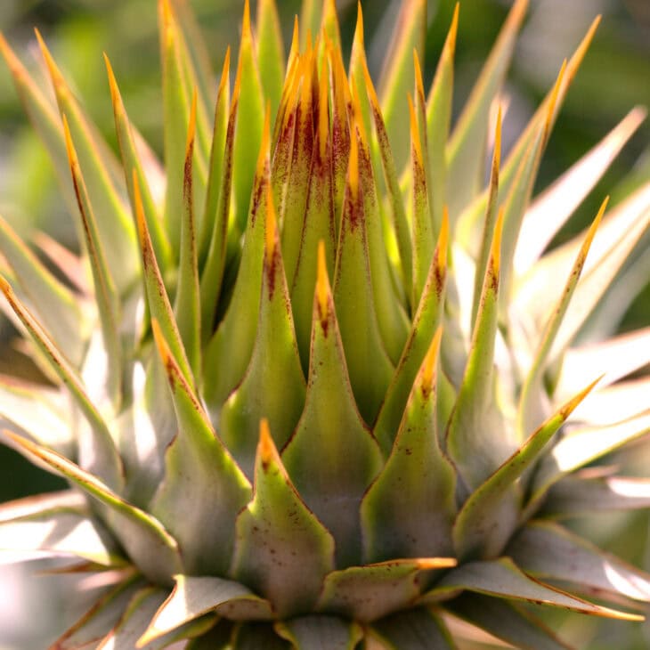 Cardoon Plants - Cynara cardunculus