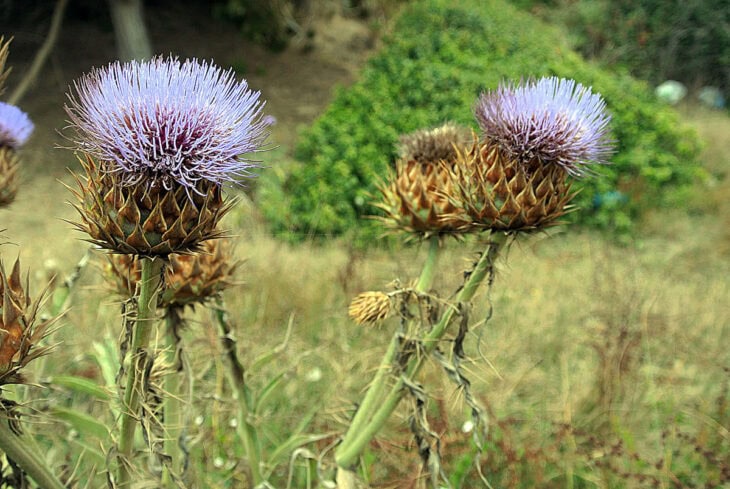 Cardoon Plants - Cynara cardunculus