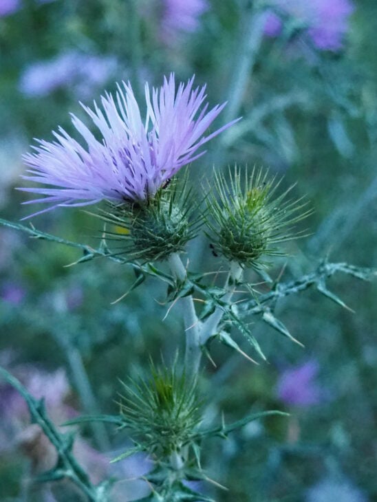 Cardoon Plants - Cynara cardunculus