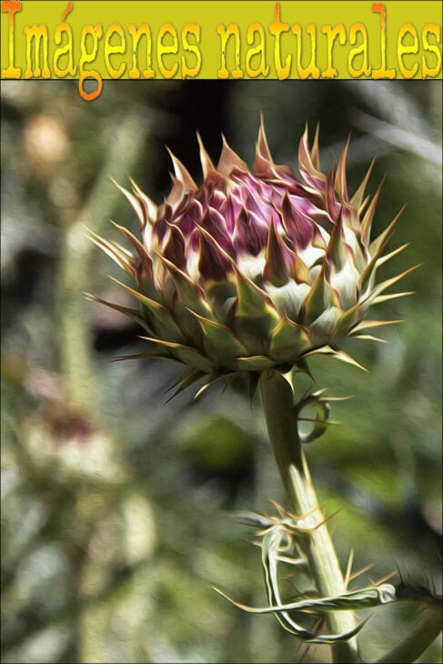 Cardoon Plants - Cynara cardunculus
