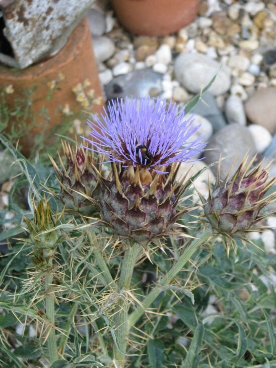 Cardoon Plants - Cynara cardunculus