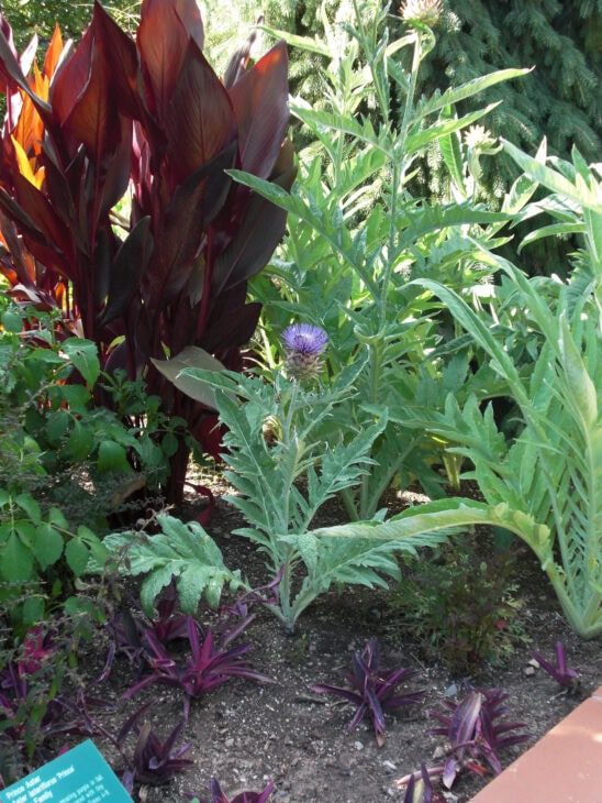 Cardoon Plants - Cynara cardunculus