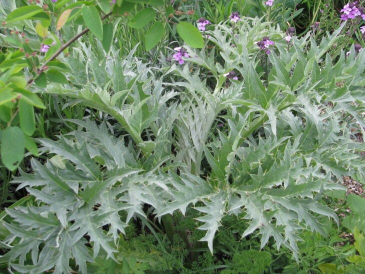 Cardoon Plants - Cynara cardunculus