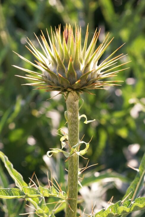 Cardoon Plants - Cynara cardunculus