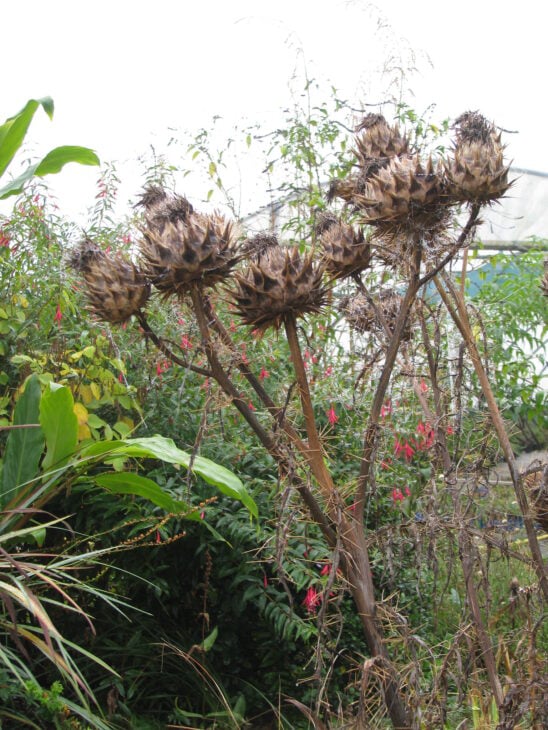 Cardoon Plants - Cynara cardunculus