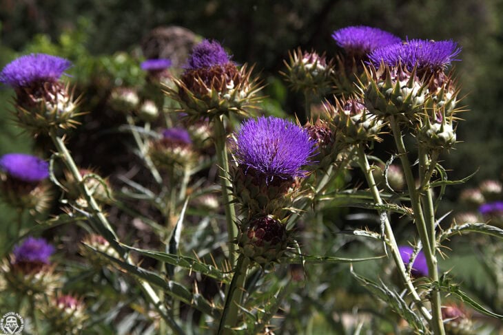 Cardoon Plants - Cynara cardunculus