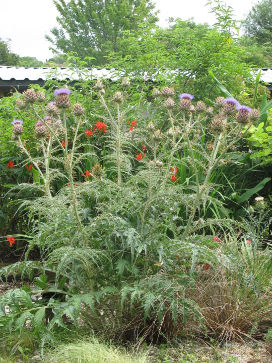 Cardoon Plants - Cynara cardunculus