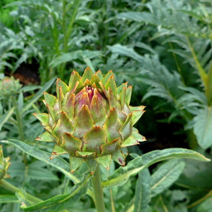 Cardoon Plants - Cynara cardunculus