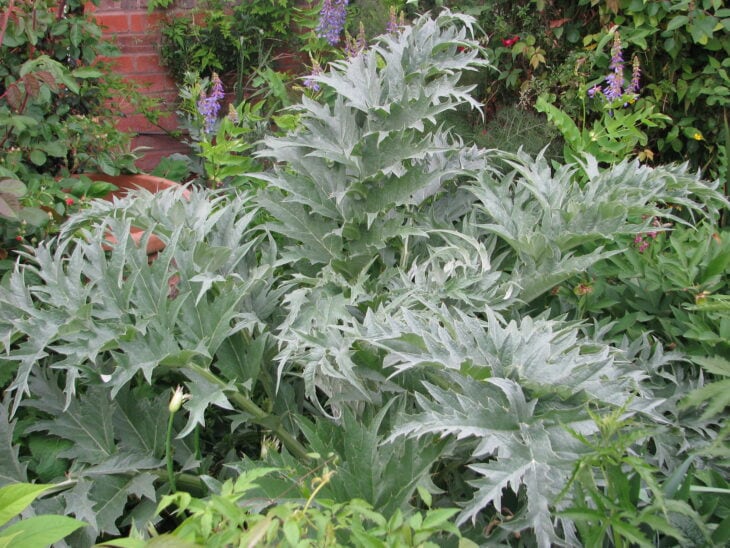 Cardoon Plants - Cynara cardunculus