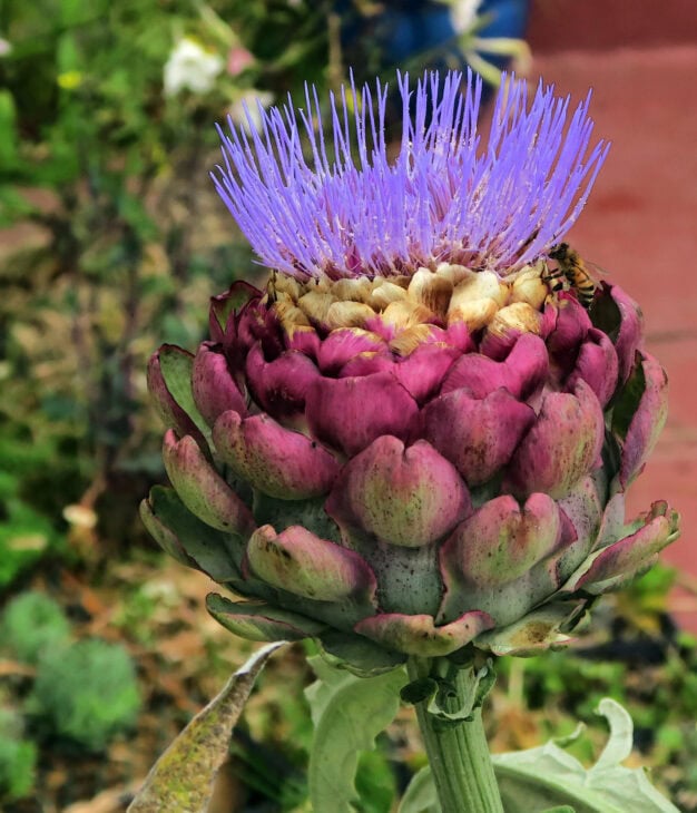 Cardoon Plants - Cynara cardunculus