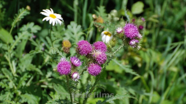Cardoon Plants - Cynara cardunculus