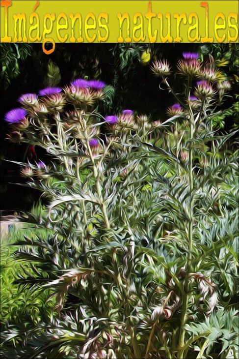 Cardoon Plants - Cynara cardunculus