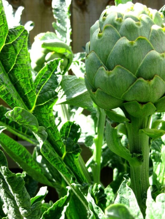 Cardoon Plants - Cynara cardunculus