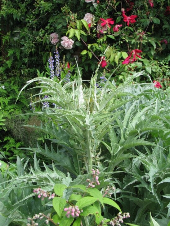 Cardoon Plants - Cynara cardunculus