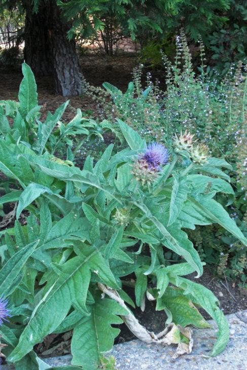 Cardoon Plants - Cynara cardunculus
