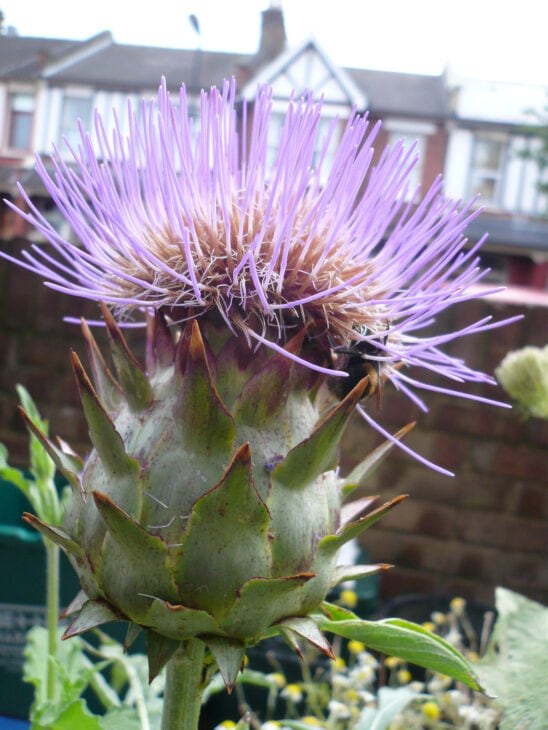 Cardoon Plants - Cynara cardunculus