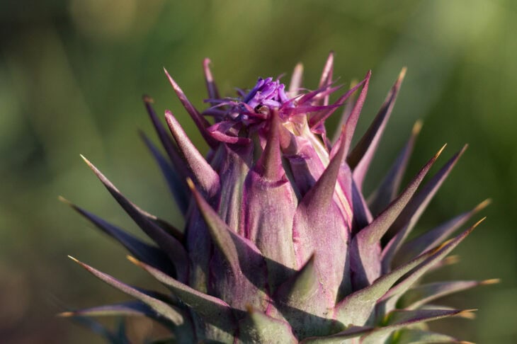 Cardoon Plants - Cynara cardunculus