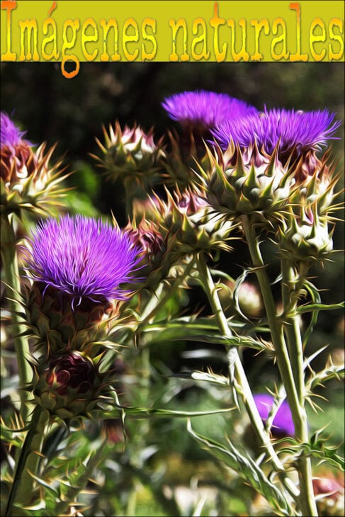 Cardoon Plants - Cynara cardunculus