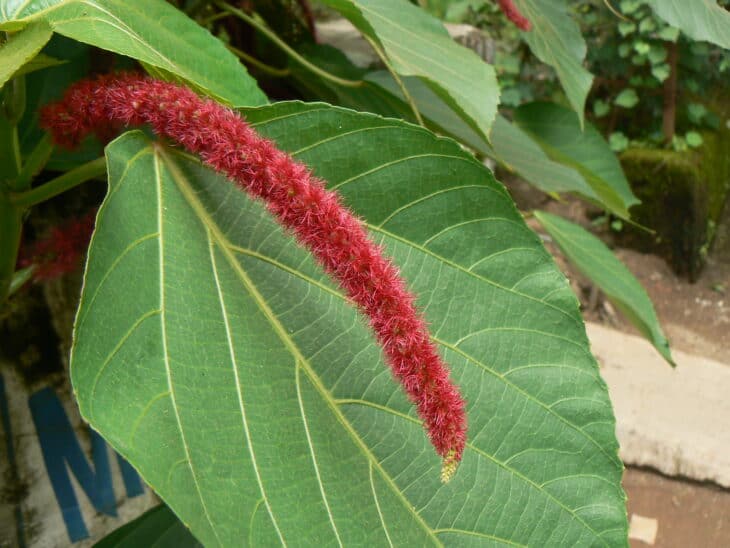 Chenille - Acalypha hispida