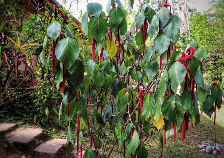 Chenille - Acalypha hispida