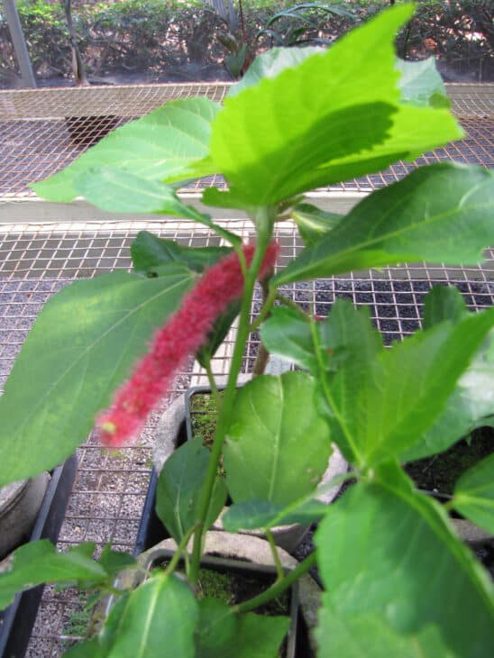 Chenille - Acalypha hispida