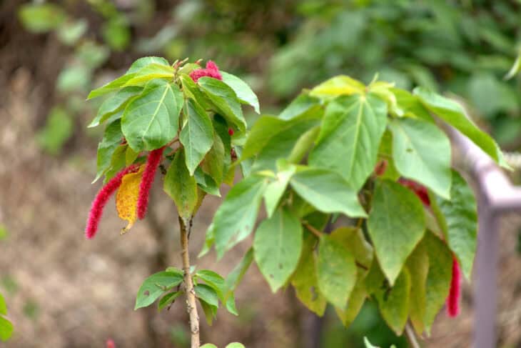 Chenille - Acalypha hispida