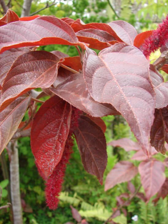 Chenille - Acalypha hispida