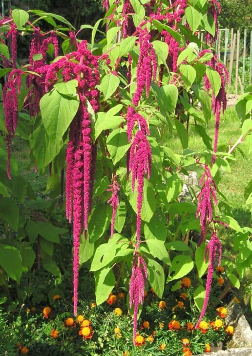 Chenille - Acalypha hispida