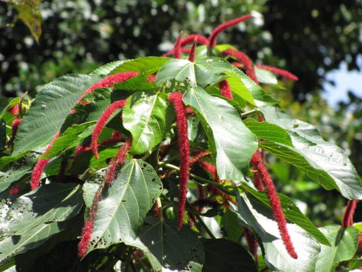 Chenille - Acalypha hispida