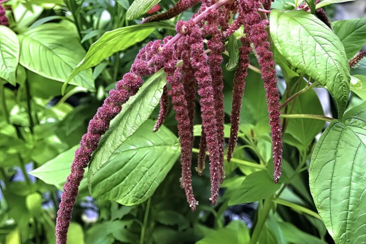 Chenille - Acalypha hispida