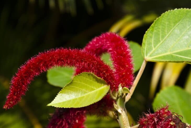 Chenille - Acalypha hispida