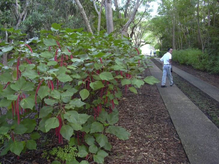 Chenille - Acalypha hispida
