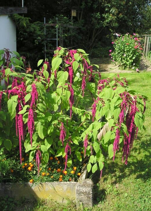 Chenille - Acalypha hispida