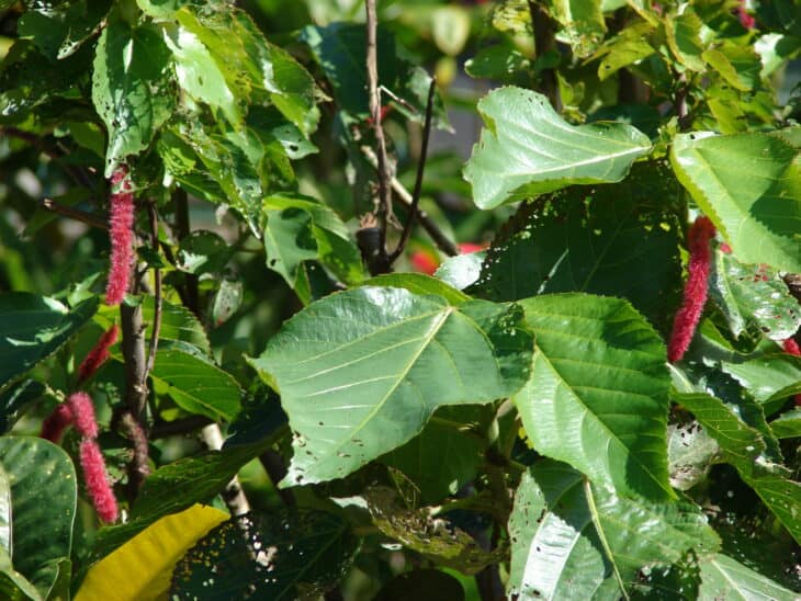 Chenille - Acalypha hispida